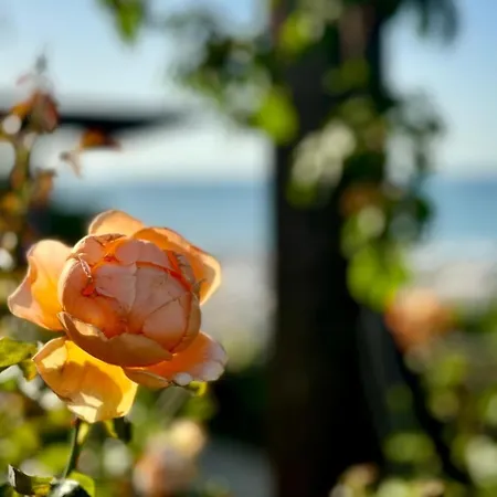 Luxury Coastal Dreams アパート